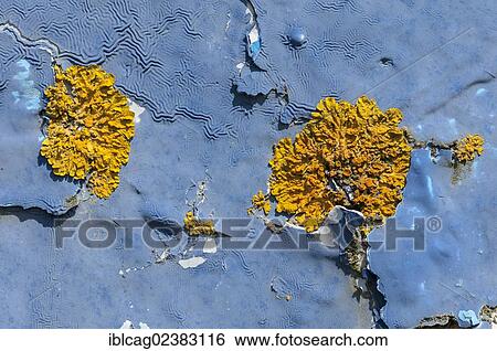 Stock Photograph - Surface with weathered blue paint and yellow lichens. Fotosearch