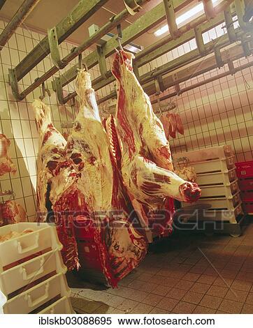 Suspended pig carcasses at a slaughterhouse View Large Photo Image Stock Photography - Suspended pig carcasses at a slaughterhouse. Fotosearch