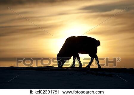 "Svalbard Reindeer (Rangifer tarandus platyrhynchus), without antlers, silhouetted in the sunrise, Adventdalen, Longyearbyen, Spitsbergen, Svalbard, Norway, Europe" View Large Photo Image Stock Image - "Svalbard Reindeer (Rangifer tarandus platyrhynchus), without antlers, silhouetted in the sunrise, Adventdalen, Longyearbyen, Spitsbergen, Svalbard, Norway, Europe". Fotosearch