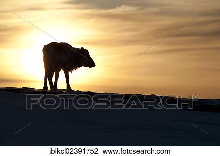 "Svalbard Reindeer (Rangifer tarandus platyrhynchus), without antlers, silhouetted in the sunrise, Adventdalen, Longyearbyen, Spitsbergen, Svalbard, Norway, Europe" View Large Photo Image Stock Image - "Svalbard Reindeer (Rangifer tarandus platyrhynchus), without antlers, silhouetted in the sunrise, Adventdalen, Longyearbyen, Spitsbergen, Svalbard, Norway, Europe". Fotosearch