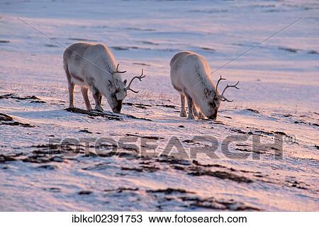 "Svalbard Reindeer (Rangifer tarandus platyrhynchus) looking for food in the snow, sunrise in mid-April, Adventdalen, Longyearbyen, Spitsbergen, Svalbard, Norway, Europe" View Large Photo Image Stock Image - "Svalbard Reindeer (Rangifer tarandus platyrhynchus) looking for food in the snow, sunrise in mid-April, Adventdalen, Longyearbyen, Spitsbergen, Svalbard, Norway, Europe". Fotosearch