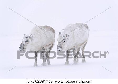 "Svalbard Reindeer (Rangifer tarandus platyrhynchu) without antlers in a snow storm, Adventdalen, Longyearbyen, Spitsbergen, Svalbard, Norway, Europe" View Large Photo Image Stock Photo - "Svalbard Reindeer (Rangifer tarandus platyrhynchu) without antlers in a snow storm, Adventdalen, Longyearbyen, Spitsbergen, Svalbard, Norway, Europe". Fotosearch