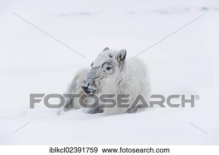 "Svalbard Reindeer (Rangifer tarandus platyrhynchu) without antlers in a snow storm, Adventdalen, Longyearbyen, Spitsbergen, Svalbard, Norway, Europe" View Large Photo Image Stock Photo - "Svalbard Reindeer (Rangifer tarandus platyrhynchu) without antlers in a snow storm, Adventdalen, Longyearbyen, Spitsbergen, Svalbard, Norway, Europe". Fotosearch