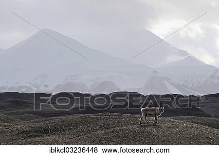 Stock Photo - "Svalbard Reindeer (Rangifer tarandus platyrhynchus) in the moraine landscape of Nathorstbreen Glacier, Van Keulenfjorden, Spitsbergen Island, Svalbard Archipelago, Svalbard and Jan Mayen, Norway, Europe". Fotosearch