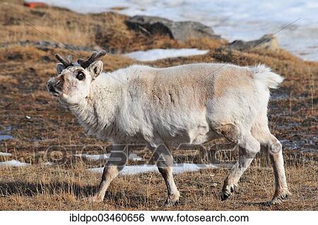 "Svalbard Reindeer (Rangifer tarandus platyrhynchus), Spitsbergen, Svalbard Archipelago, Norway, Europe" View Large Photo Image Stock Photograph - "Svalbard Reindeer (Rangifer tarandus platyrhynchus), Spitsbergen, Svalbard Archipelago, Norway, Europe". Fotosearch