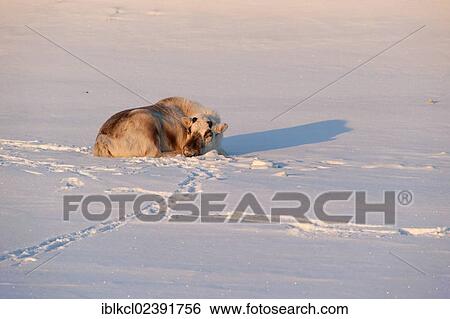 "Svalbard Reindeer (Rangifer tarandus platyrhynchus) without antlers, sleeping in the first sunlight of an early summer day, Adventdalen, Longyearbyen, Spitsbergen, Svalbard, Norway, Europe" View Large Photo Image Stock Photograph - "Svalbard Reindeer (Rangifer tarandus platyrhynchus) without antlers, sleeping in the first sunlight of an early summer day, Adventdalen, Longyearbyen, Spitsbergen, Svalbard, Norway, Europe". Fotosearch