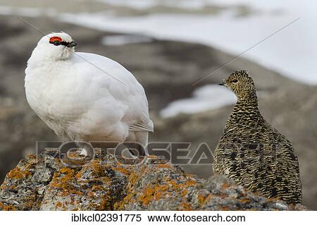 "Svalbard Rock Ptarmigan (Lagopus muta hyperborea), couple, male in white winter plumage, female in summer plumage, on Spitsbergen, Gipsdalen, Isfjorden, Spitsbergen, Svalbard, Norway, Europe" View Large Photo Image Stock Photography - "Svalbard Rock Ptarmigan (Lagopus muta hyperborea), couple, male in white winter plumage, female in summer plumage, on Spitsbergen, Gipsdalen, Isfjorden, Spitsbergen, Svalbard, Norway, Europe". Fotosearch