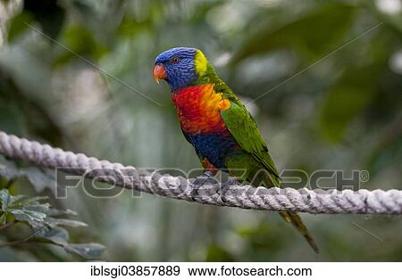 "Swainson's Lorikeet or Rainbow Lorikeet (Trichoglossus haematodus moluccanus) perched on a rope in an aviary, Hellabrunn Zoo, Munich, Upper Bavaria, Bavaria, Germany, Europe" View Large Photo Image Stock Photo - "Swainson's Lorikeet or Rainbow Lorikeet (Trichoglossus haematodus moluccanus) perched on a rope in an aviary, Hellabrunn Zoo, Munich, Upper Bavaria, Bavaria, Germany, Europe". Fotosearch