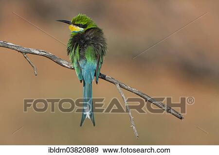"Swallow-tailed Bee-eater (Merops hirundineus), Kgalagadi Transfrontier Park, Northern Province, South Africa, Africa" View Large Photo Image Stock Photo - "Swallow-tailed Bee-eater (Merops hirundineus), Kgalagadi Transfrontier Park, Northern Province, South Africa, Africa". Fotosearch
