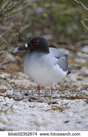 "Swallow-tailed Gull (Creagrus furcatus), Genovesa Island, Galapagos Islands, UNESCO World Natural Heritage Site, Ecuador, South America" View Large Photo Image Picture - "Swallow-tailed Gull (Creagrus furcatus), Genovesa Island, Galapagos Islands, UNESCO World Natural Heritage Site, Ecuador, South America". Fotosearch