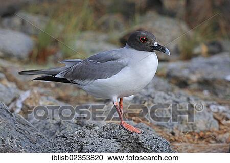 "Swallow-tailed Gull (Creagrus furcatus), South Plaza Island, Isla Plaza Sur, Galapagos, UNESCO World Heritage Site, Ecuador, South America" View Large Photo Image Stock Image - "Swallow-tailed Gull (Creagrus furcatus), South Plaza Island, Isla Plaza Sur, Galapagos, UNESCO World Heritage Site, Ecuador, South America". Fotosearch