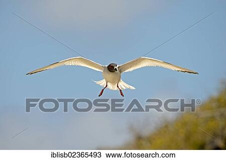 "Swallow-tailed Gull (Creagrus furcatus), Genovesa Island, Galapagos Islands, UNESCO World Natural Heritage Site, Ecuador, South America" View Large Photo Image Stock Image - "Swallow-tailed Gull (Creagrus furcatus), Genovesa Island, Galapagos Islands, UNESCO World Natural Heritage Site, Ecuador, South America". Fotosearch