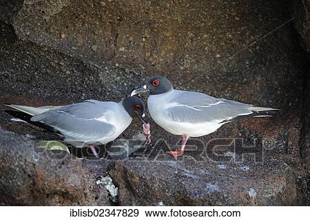 "Swallow-tailed Gull (Creagrus furcatus), pair feeding chicks, Genovesa Island, Galapagos Islands, Unesco World Heritage Site, Ecuador, South America" View Large Photo Image Stock Photo - "Swallow-tailed Gull (Creagrus furcatus), pair feeding chicks, Genovesa Island, Galapagos Islands, Unesco World Heritage Site, Ecuador, South America". Fotosearch