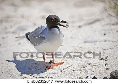 "Swallow-tailed Gull (Creagrus furcatus), collecting pieces of coral for its nest, Genovesa Island, Galapagos Islands, UNESCO World Natural Heritage Site, Ecuador, South America" View Large Photo Image Stock Photo - "Swallow-tailed Gull (Creagrus furcatus), collecting pieces of coral for its nest, Genovesa Island, Galapagos Islands, UNESCO World Natural Heritage Site, Ecuador, South America". Fotosearch