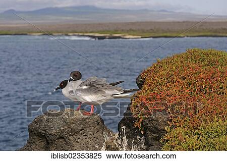 Stock Photography - "Swallow-tailed Gull (Creagrus furcatus), South Plaza Island, Isla Plaza Sur, Galapagos, UNESCO World Heritage Site, Ecuador, South America". Fotosearch