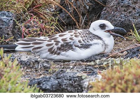 Stock Image - "Swallow-tailed Gull (Larus furcatus syn Creagrus furcatus), immature, juvenile, South Plaza Island, Galapagos Islands, Ecuador, South America". Fotosearch
