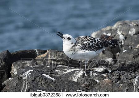"Swallow-tailed Gull (Larus furcatus syn Creagrus furcatus), immature, juvenile, South Plaza Island, Galapagos Islands, Ecuador, South America" View Large Photo Image Stock Image - "Swallow-tailed Gull (Larus furcatus syn Creagrus furcatus), immature, juvenile, South Plaza Island, Galapagos Islands, Ecuador, South America". Fotosearch