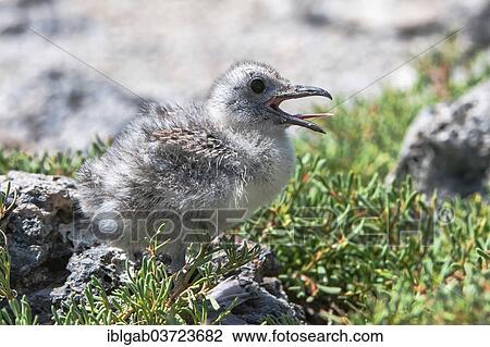 "Swallow-tailed Gull (Larus furcatus syn Creagrus furcatus), chick, South Plaza Island, Galapagos Islands, Ecuador, South America" View Large Photo Image Stock Image - "Swallow-tailed Gull (Larus furcatus syn Creagrus furcatus), chick, South Plaza Island, Galapagos Islands, Ecuador, South America". Fotosearch