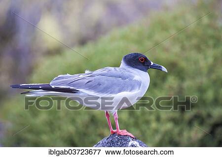 "Swallow-tailed Gull (Larus furcatus syn Creagrus furcatus), South Plaza Island, Galapagos Islands, Ecuador, South America" View Large Photo Image Stock Photo - "Swallow-tailed Gull (Larus furcatus syn Creagrus furcatus), South Plaza Island, Galapagos Islands, Ecuador, South America". Fotosearch