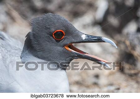 "Swallow-tailed Gull (Larus furcatus syn Creagrus furcatus), South Plaza Island, Galapagos Islands, Ecuador, South America" View Large Photo Image Stock Photo - "Swallow-tailed Gull (Larus furcatus syn Creagrus furcatus), South Plaza Island, Galapagos Islands, Ecuador, South America". Fotosearch