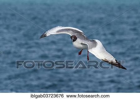 "Swallow-tailed Gull (Larus furcatus syn Creagrus furcatus) in flight, South Plaza Island, Galapagos Islands, Ecuador, South America" View Large Photo Image Stock Photograph - "Swallow-tailed Gull (Larus furcatus syn Creagrus furcatus) in flight, South Plaza Island, Galapagos Islands, Ecuador, South America". Fotosearch