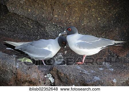 "Swallow-tailed Gulls (Creagrus furcatus), pair feeding chicks, Genovesa Island, Galapagos Islands, UNESCO World Natural Heritage Site, Ecuador, South America" View Large Photo Image Stock Photo - "Swallow-tailed Gulls (Creagrus furcatus), pair feeding chicks, Genovesa Island, Galapagos Islands, UNESCO World Natural Heritage Site, Ecuador, South America". Fotosearch