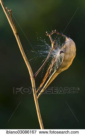 "Swallow-wort (Vincetoxicum hirundinaria), seed head, Tyrol, Austria, Europe" View Large Photo Image Stock Photo - "Swallow-wort (Vincetoxicum hirundinaria), seed head, Tyrol, Austria, Europe". Fotosearch