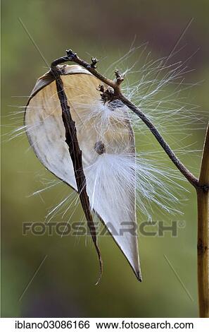 "Swallow-wort (Vincetoxicum hirundinaria), seed head, Tyrol, Austria, Europe" View Large Photo Image Stock Photograph - "Swallow-wort (Vincetoxicum hirundinaria), seed head, Tyrol, Austria, Europe". Fotosearch