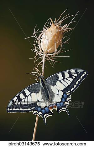 "Swallowtail or Old World Swallowtail (Papilio machaon), Schwaz, Tyrol, Austria, Europe" View Large Photo Image Stock Photography - "Swallowtail or Old World Swallowtail (Papilio machaon), Schwaz, Tyrol, Austria, Europe". Fotosearch