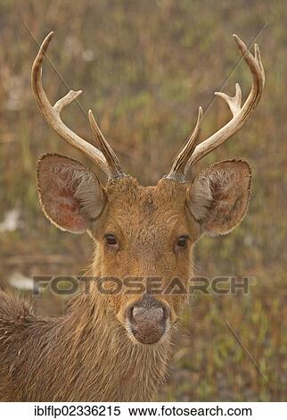 "Swamp Deer (Rucervus duvaucelii duvaucelii), soft-ground form, immature male, portrait, on damp grassland in morning mist, Kaziranga National Park, Assam, India, Asia" View Large Photo Image Stock Photography - "Swamp Deer (Rucervus duvaucelii duvaucelii), soft-ground form, immature male, portrait, on damp grassland in morning mist, Kaziranga National Park, Assam, India, Asia". Fotosearch