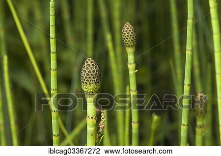 "Swamp Horsetail (Equisetum fluviatile), sporangia stems, Schmittroeder Wiesen Nature Reserve, Konigstein im Taunus, Hesse, Germany, Europe" View Large Photo Image Stock Image - "Swamp Horsetail (Equisetum fluviatile), sporangia stems, Schmittroeder Wiesen Nature Reserve, Konigstein im Taunus, Hesse, Germany, Europe". Fotosearch