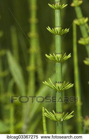 Stock Photography - "Swamp Horsetail (Equisetum fluviatile), section of a stem, Schmittroeder Wiesen Nature Reserve, Konigstein im Taunus, Hesse, Germany, Europe". Fotosearch