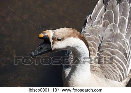 Stock Photo - "Swan Goose (Anser cygnoides), Luneburg, Lower Saxony, Germany, Europe". Fotosearch