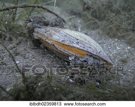 Stock Image - "Swan mussel (Anodonta cygnea), Lake Carwitzer See near Thomsdorff, Brandenburg, Germany, Europe". Fotosearch