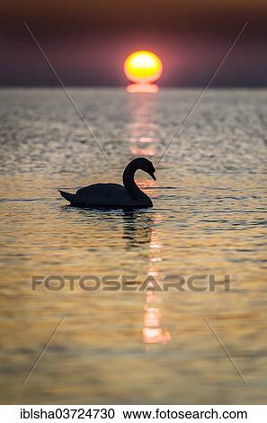 "Swan with backlighting at sunrise, Haffkrug, Ostholstein, Schleswig-Holstein, Germany, Europe" View Large Photo Image Stock Image - "Swan with backlighting at sunrise, Haffkrug, Ostholstein, Schleswig-Holstein, Germany, Europe". Fotosearch