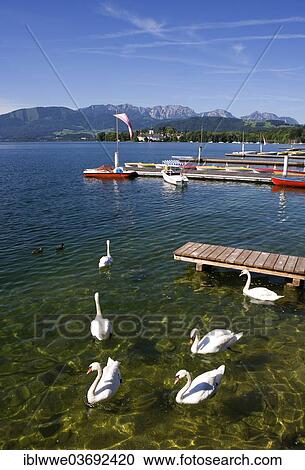 Stock Image - "Swans, Esplanade, Traunsee lake, Gmunden, Salzkammergut, Austria, Europe". Fotosearch