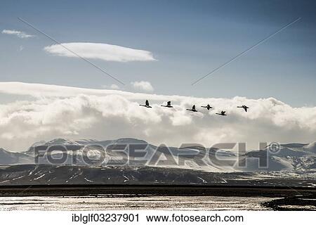 "Swans in flight in front of Mount Hekla, Heklagebiet, Hochland, Southern Region, Iceland, Europe" View Large Photo Image Stock Image - "Swans in flight in front of Mount Hekla, Heklagebiet, Hochland, Southern Region, Iceland, Europe". Fotosearch
