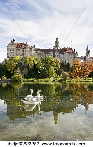 "Swans in front of Schloss Sigmaringen Castle, Hohenzollern Castle, Sigmaringen, Baden-Wurttemberg, Germany, Europe" View Large Photo Image Stock Image - "Swans in front of Schloss Sigmaringen Castle, Hohenzollern Castle, Sigmaringen, Baden-Wurttemberg, Germany, Europe". Fotosearch