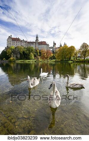 Stock Photo - "Swans in front of Schloss Sigmaringen Castle, Hohenzollern Castle, Sigmaringen, Baden-Wurttemberg, Germany, Europe". Fotosearch