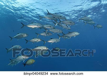 "Swarm of bigeye trevally (Caranx sexfasciatus), Great Barrier Reef, Pacific, Australia, Oceania" View Large Photo Image Picture - "Swarm of bigeye trevally (Caranx sexfasciatus), Great Barrier Reef, Pacific, Australia, Oceania". Fotosearch
