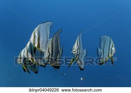 "Swarm of Longfin Batfish (Platax teira), Great Barrier Reef, Pacific, Australia, Oceania" View Large Photo Image Stock Photograph - "Swarm of Longfin Batfish (Platax teira), Great Barrier Reef, Pacific, Australia, Oceania". Fotosearch