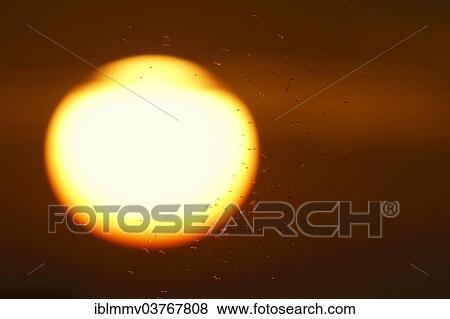 "Swarm of mosquitoes in front of the sun, Strohauser Plate, Lower Saxony, Germany, Europe" View Large Photo Image Stock Photo - "Swarm of mosquitoes in front of the sun, Strohauser Plate, Lower Saxony, Germany, Europe". Fotosearch