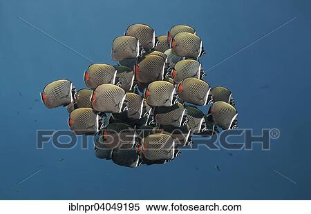 "Swarm of Redtail butterflyfish (Chaetodon collare), Great Barrier Reef, Pacific, Australia, Oceania" View Large Photo Image Stock Photography - "Swarm of Redtail butterflyfish (Chaetodon collare), Great Barrier Reef, Pacific, Australia, Oceania". Fotosearch