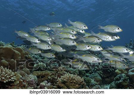 "Swarm of Striped Large-eye Bream (Gnathodentex aureolineatus) swimming over a coral reef, Great Barrier Reef, UNESCO World Natural Heritage Site, Pacific Ocean, Queensland, Australia, Oceania" View Large Photo Image Stock Photo - "Swarm of Striped Large-eye Bream (Gnathodentex aureolineatus) swimming over a coral reef, Great Barrier Reef, UNESCO World Natural Heritage Site, Pacific Ocean, Queensland, Australia, Oceania". Fotosearch