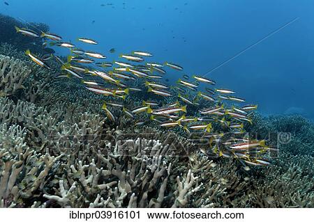 "Swarm of Two-spot Banded Snapper (Lutjanus biguttatus) swimming over a coral reef, Great Barrier Reef, UNESCO World Natural Heritage Site, Pacific Ocean, Queensland, Australia, Oceania" View Large Photo Image Stock Image - "Swarm of Two-spot Banded Snapper (Lutjanus biguttatus) swimming over a coral reef, Great Barrier Reef, UNESCO World Natural Heritage Site, Pacific Ocean, Queensland, Australia, Oceania". Fotosearch