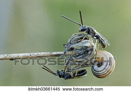 "Sweat Bees or Halictid Bees (Halictus calceatus or Lasioglossum calceatum) on a wilted flower with a Snail (Helicidae), Hesse, Germany, Europe" View Large Photo Image Stock Photography - "Sweat Bees or Halictid Bees (Halictus calceatus or Lasioglossum calceatum) on a wilted flower with a Snail (Helicidae), Hesse, Germany, Europe". Fotosearch