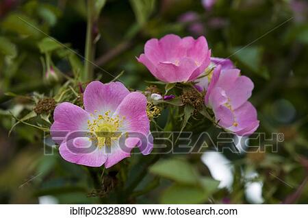 "Sweet Briar (Rosa rubiginosa), close-up of flowers, Crossness Nature Reserve, Bexley, Kent, England, United Kingdom, Europe" View Large Photo Image Stock Image - "Sweet Briar (Rosa rubiginosa), close-up of flowers, Crossness Nature Reserve, Bexley, Kent, England, United Kingdom, Europe". Fotosearch