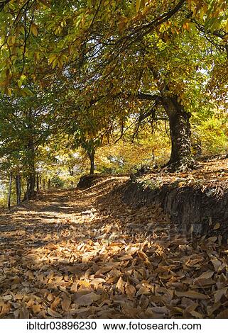 "Sweet Chestnut (Castanea sativa) in autumn, Genal river valley, Malaga province, Andalusia, Spain, Europe" View Large Photo Image Stock Image - "Sweet Chestnut (Castanea sativa) in autumn, Genal river valley, Malaga province, Andalusia, Spain, Europe". Fotosearch