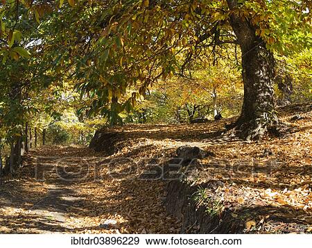 "Sweet Chestnut (Castanea sativa) in autumn, Genal river valley, Malaga province, Andalusia, Spain, Europe" View Large Photo Image Stock Photo - "Sweet Chestnut (Castanea sativa) in autumn, Genal river valley, Malaga province, Andalusia, Spain, Europe". Fotosearch