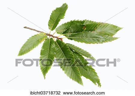 Stock Image - "Sweet Chestnut (Castanea sativa), leaves". Fotosearch